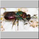 z Parasit des Bienenwolf - Hedychrum rutilans - Goldwespe 04b.jpg